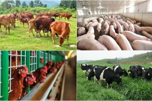 Lâm Đồng: Kinh tế trang trại - Động lực phát triển nông nghiệp bền vững
