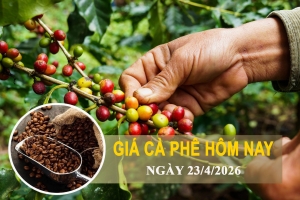 Giá cà phê hôm nay 23/4: Đồng loạt giảm