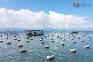 Quảng Ninh: Cần sớm gỡ "nút thắt" nguồn giống nhuyễn thể