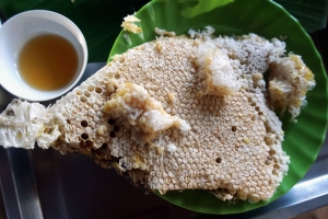 Cà Mau: Vườn Quốc gia U Minh Hạ điểm đến du lịch sinh thái, nghỉ dưỡng, giải trí