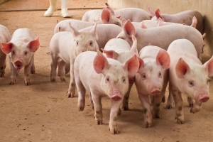 Giá heo hơi hôm nay 14/6: Nhiều nơi giảm giá xuống 63.000 đồng/kg
