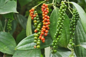 Giá tiêu hôm nay 6/6: Đồng loạt tăng