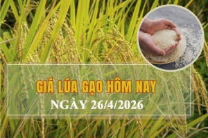 Giá lúa gạo hôm nay 26/4: Biến động nhẹ, giao dịch trầm lắng dịp nghỉ lễ