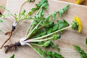 Loại cây mọc đầy vườn ở Việt Nam, thường bị nhầm là cỏ dại
