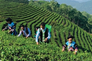 Lào Cai: Sản xuất nông, lâm nghiệp duy trì tăng trưởng ổn định trong quý I
