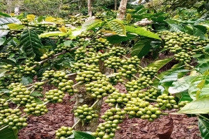 Giá cà phê tăng trở lại nhưng xu hướng dài hạn vẫn chịu áp lực