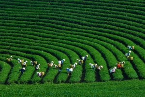 15 lĩnh vực nông nghiệp, môi trường được đơn giản hóa thủ tục hành chính