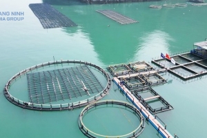 Quảng Ninh: Xây dựng các cụm công nghiệp nuôi biển