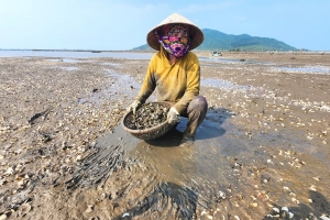 Nguyên nhân ngao nuôi chết hàng loạt ở Hà Tĩnh