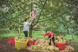 Lâm Đồng: Khẳng định vị thế tiên phong trong nông nghiệp công nghệ cao