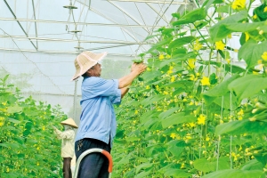 Bắc Ninh: Ứng dụng khoa học, công nghệ cao để phát triển nông nghiệp xanh