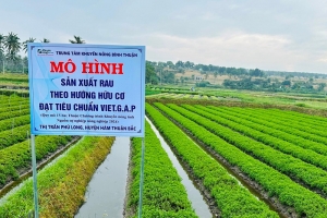 Nhân rộng mô hình chuỗi giá trị cây trồng an toàn, nâng cao thu nhập cho nông dân