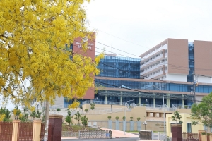 Hoa Osaka nhuộm vàng phố thị Tây Lâm Đồng