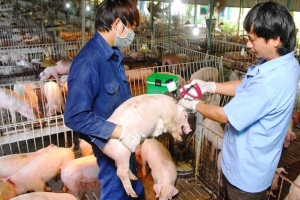 Phê duyệt Kế hoạch quốc gia phòng, chống dịch bệnh nguy hiểm trên vật nuôi giai đoạn 2026–2030