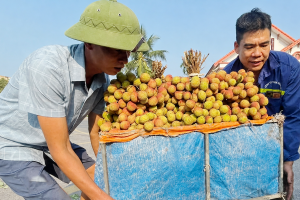Bắc Ninh: Vải thiều chín sớm, giá cao vẫn hút khách