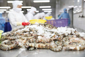 Tôm Việt rẽ hướng “cuộc chơi giá trị” trước sức ép cạnh tranh toàn cầu