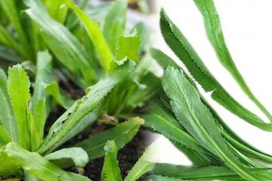 Rau răng cưa và những lợi ích sức khỏe bạn nên biết