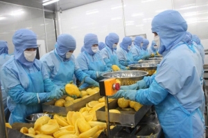 Rau quả Thực phẩm An Giang báo lãi quý I giảm, dòng tiền kinh doanh âm hơn 45 tỷ đồng