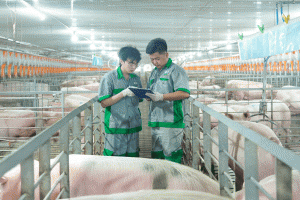 Lãi kỷ lục 206 tỷ, BAF tăng tốc nhờ giá heo “bật mạnh” nhưng áp lực nợ vay phình to