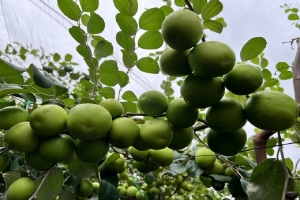 Lâm Đồng: Mùa quả ngọt từ đổi thay tư duy làm nông