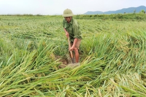 Hà Tĩnh: Mưa đá, dông lốc khiến 48 nhà tốc mái, gần 5.900 ha lúa bị đổ