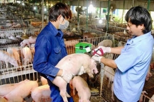 Hải Phòng: Chủ động ngăn chặn, ứng phó nguy cơ dịch bệnh lở mồm long móng