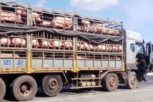 Siết chặt xử phạt hành vi vi phạm trong vận chuyển động vật và thực phẩm tươi sống