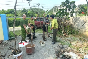 Ninh Bình: Cảnh báo hành vi khai thác, kinh doanh Cây “Muội hồng” trái phép