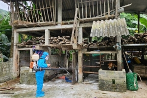 Quảng Trị: Xuất hiện ổ dịch viêm da nổi cục trên trâu, bò ở xã Tuyên Phú