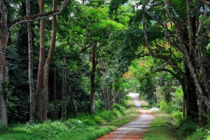 Từ 25/6, đầu tư du lịch sai quy định trong rừng đặc dụng có thể bị phạt tới 50 triệu đồng