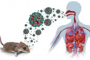 WHO phát cảnh báo virus Hanta: Lây từ chuột, có thể gây tử vong nhanh