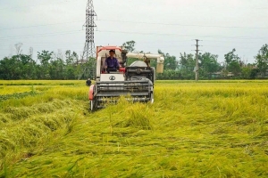 Hà Tĩnh: Khẩn trương thu hoạch lúa vụ xuân sau mưa đá, giông lốc