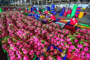 Xuất khẩu nông sản bước vào đợt "siết chuẩn" mới