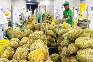 Bộ Nông nghiệp và Môi trường yêu cầu xử nghiêm tình trạng né tránh kiểm nghiệm sầu riêng xuất khẩu