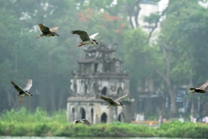 Đất lành chim đậu: Chim hoang dã tìm về Hồ Gươm làm tổ giữa lòng Thủ đô