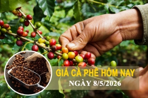Giá cà phê hôm nay 8/5: Tăng mạnh, Tây Nguyên tiến sát mốc 87.500 đồng/kg