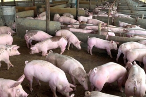 Giá heo hơi hôm nay 13/6: Neo vùng 62.000 - 68.000 đồng/kg