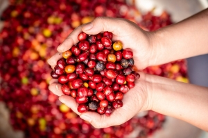 Hành trình nâng tầm Robusta Việt: Từ vùng đất B’Lao đến những thị trường khó tính nhất thế giới