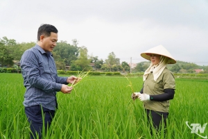 Thái Nguyên quy định mức nộp tiền khi chuyển mục đích sử dụng đất trồng lúa