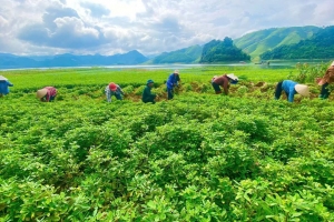Lào Cai phấn đấu thành lập mới ít nhất 60 hợp tác xã nông nghiệp đến năm 2030
