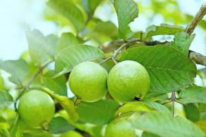 Loại cây quen thuộc ở Việt Nam có giá trị dinh dưỡng từ lá đến quả, tốt cho tim mạch và chống lão hóa