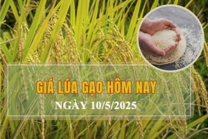 Giá lúa gạo hôm nay 10/5: Lúa OM 18 và Đài Thơm 8 tăng nhẹ
