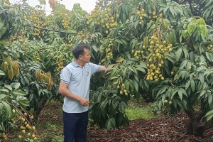 Bắc Ninh có 243 mã số vùng trồng vải thiều phục vụ xuất khẩu
