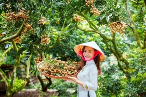 Xã Tân Hưng phát triển thương hiệu sản phẩm “Long nhãn ôm sen”