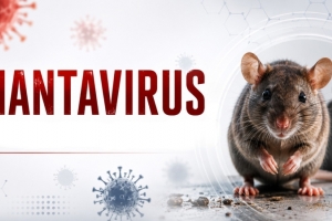 Cục Phòng bệnh: Việt Nam đủ năng lực xét nghiệm virus Hanta, cảnh báo nguy cơ lây nhiễm từ chuột