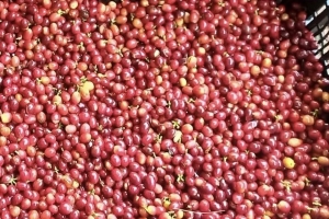 Giá cà phê khó bật tăng mạnh cuối năm, nguy cơ giảm sâu vẫn hiện hữu