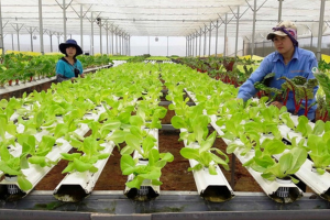 Đề xuất tăng cường chuyển đổi số, minh bạch thông tin trong hoạt động tổ hợp tác