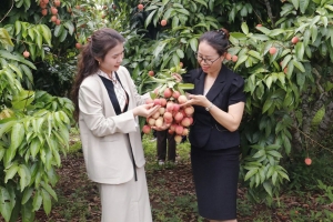 Bắc Ninh: Phát động cuộc thi sáng tạo nội dung “Vải thiều Bắc Ninh – Trái ngọt lan tỏa”