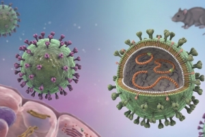 Bộ Y tế lên tiếng về chùm ca nhiễm virus Hanta gây tử vong