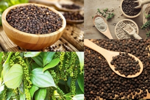 Hạt tiêu: Từ gia vị xuất khẩu triệu USD đến vị thuốc quý cho sức khỏe